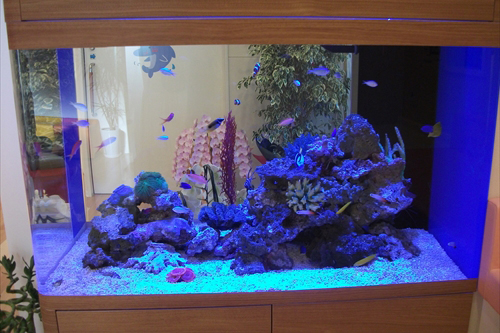 熱帯魚水槽